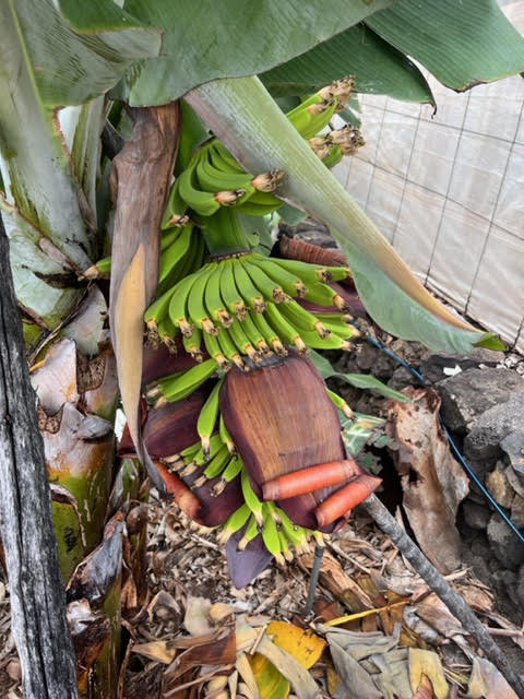 Finca Las Margaritas